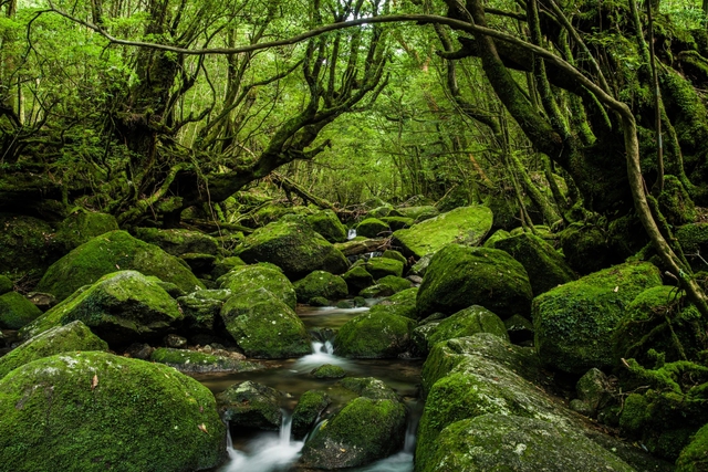 10 khu rừng cổ đại tuyệt đẹp còn tồn tại trên thế giới - ảnh 3