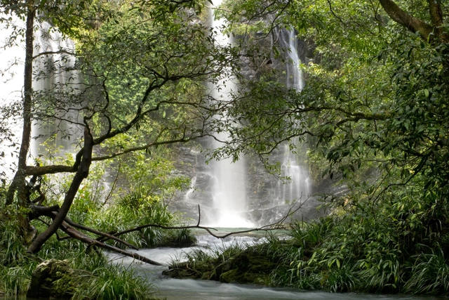 10 khu rừng cổ đại tuyệt đẹp còn tồn tại trên thế giới - ảnh 6
