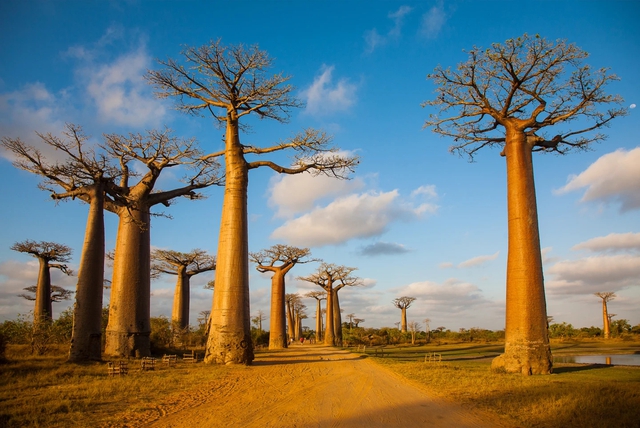 10 khu rừng cổ đại tuyệt đẹp còn tồn tại trên thế giới - ảnh 9