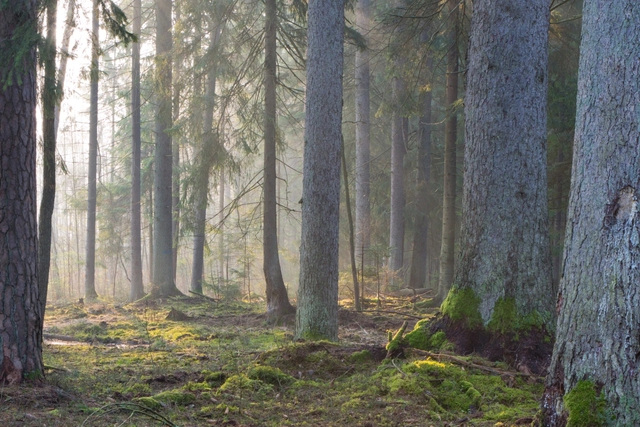 10 khu rừng cổ đại tuyệt đẹp còn tồn tại trên thế giới - ảnh 7
