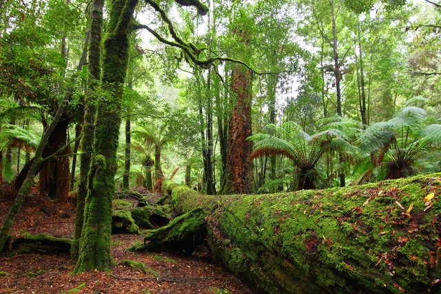 10 khu rừng cổ đại tuyệt đẹp còn tồn tại trên thế giới - ảnh 1