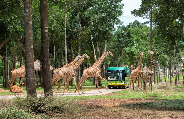 Khám phá bộ đôi trải nghiệm “chạm đến hoang dã” siêu hot tại Vinpearl Safari Phú Quốc - ảnh 13