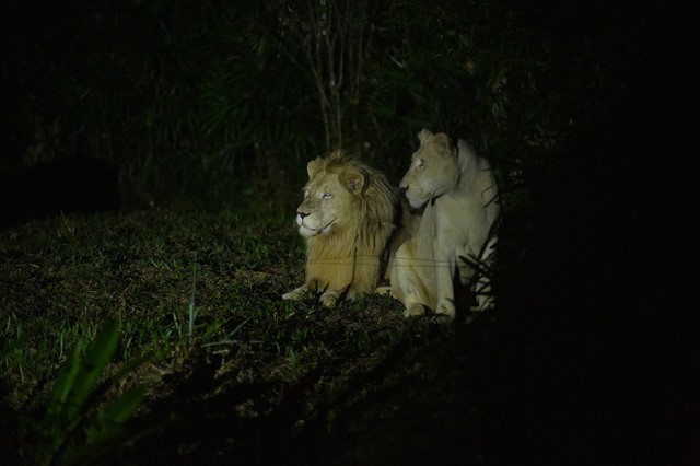 Khám phá bộ đôi trải nghiệm “chạm đến hoang dã” siêu hot tại Vinpearl Safari Phú Quốc - ảnh 6