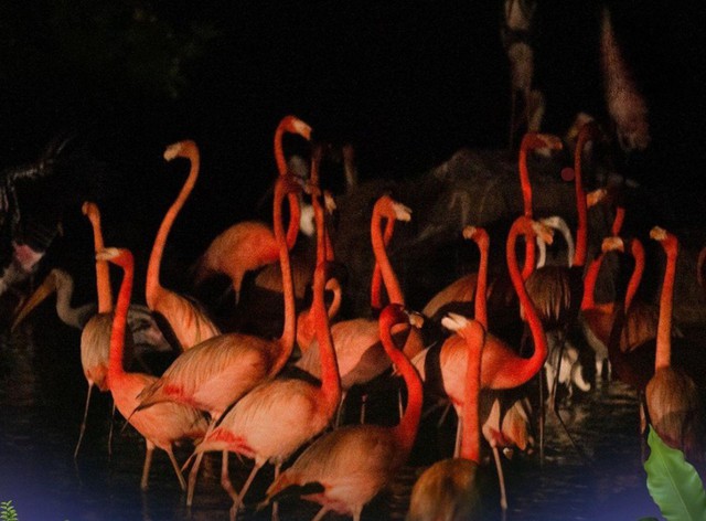 Khám phá bộ đôi trải nghiệm “chạm đến hoang dã” siêu hot tại Vinpearl Safari Phú Quốc - ảnh 4