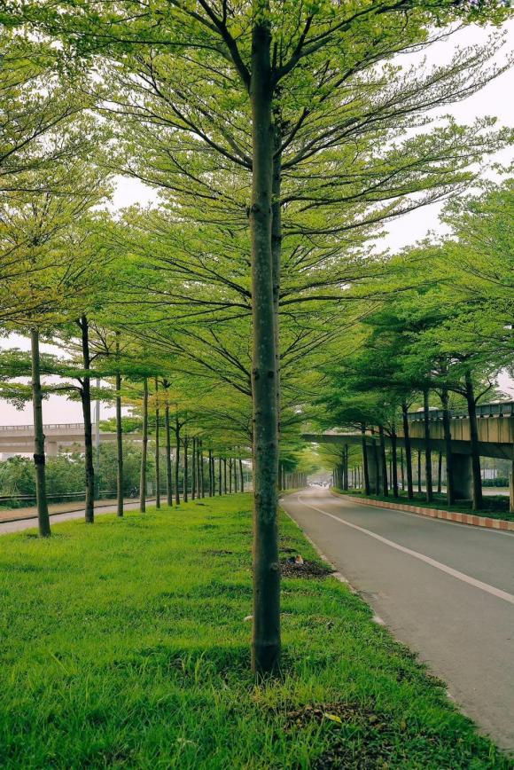 Con đường đẹp nhất Hà Nội hiện tại, hàng cây 2 bên đường xanh mướt ngỡ khung cảnh châu Âu, giới trẻ đua nhau tới check-in - ảnh 8
