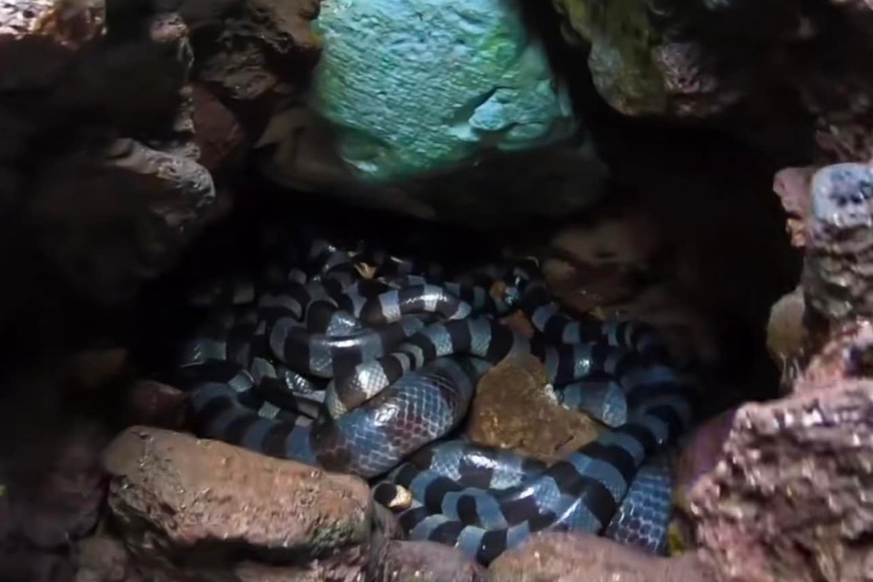 Bác tin rắn độc nhất thế giới trên đảo Phú Quý - ảnh 1