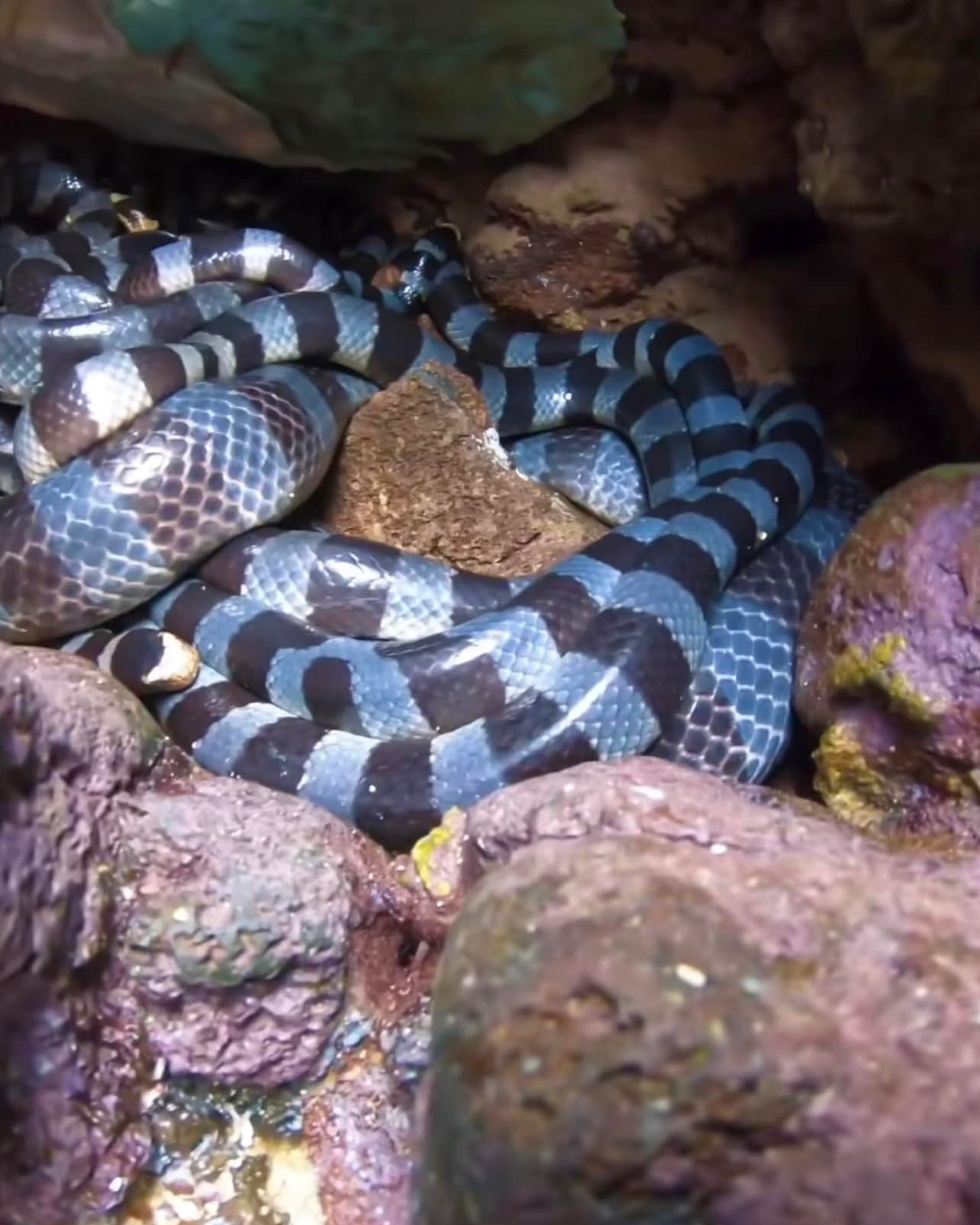 Bác tin rắn độc nhất thế giới trên đảo Phú Quý - ảnh 3