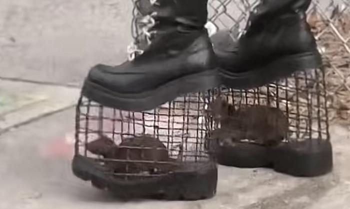 Độc lạ New York: Cô gái dẫn thú cưng đi dạo phố bằng đôi giày có ''1 – 0 – 2'' - ảnh 2