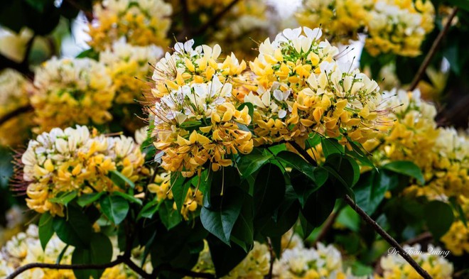 Loài hoa có tên cực lạ nhuộm vàng góc trời Hà Nội, nay bỗng thành điểm check-in cực 