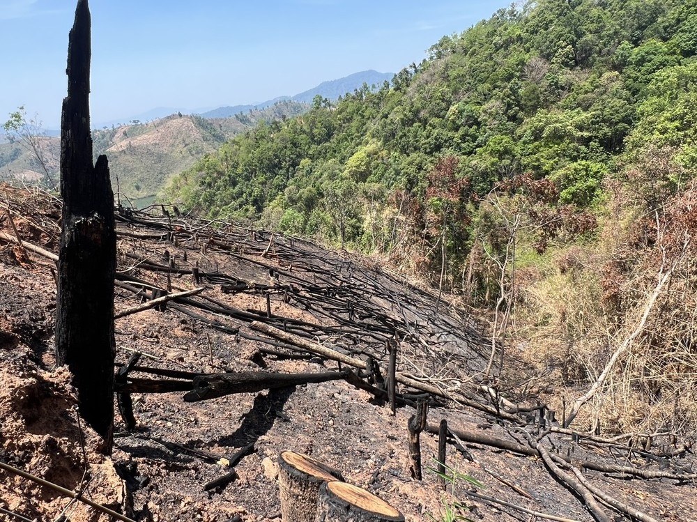 Khởi tố 5 đối tượng trong vụ phá rừng quy mô lớn ở Kon Tum - ảnh 1