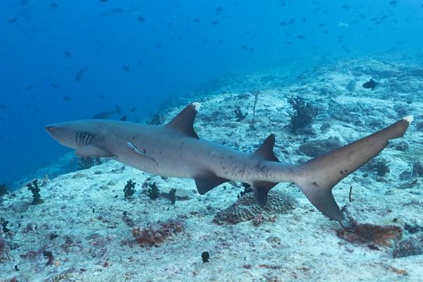 Khách Việt chi 50 triệu đồng và hành trình 'săn' cá mập khát máu ở Maldives - ảnh 8