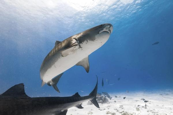 Khách Việt chi 50 triệu đồng và hành trình 'săn' cá mập khát máu ở Maldives - ảnh 4