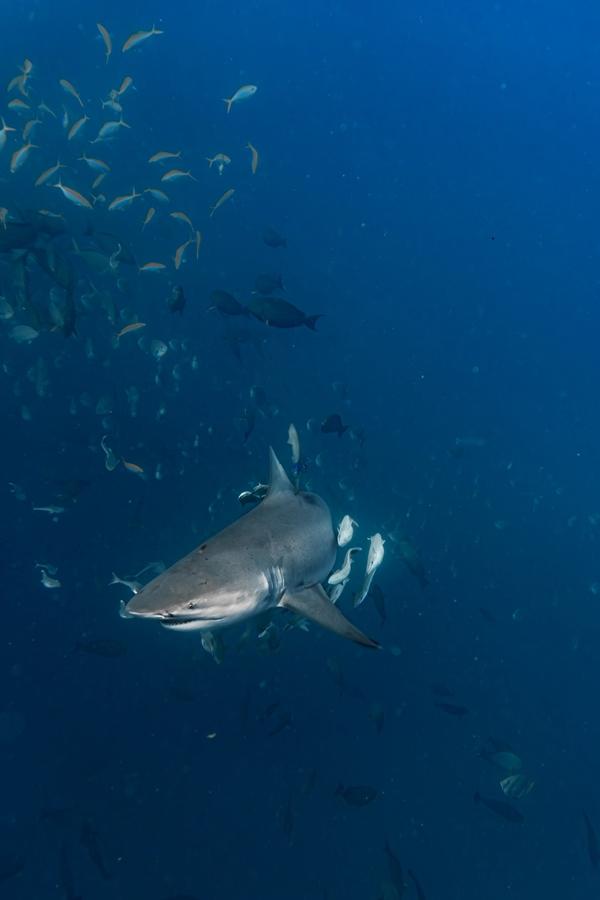 Khách Việt chi 50 triệu đồng và hành trình 'săn' cá mập khát máu ở Maldives - ảnh 6