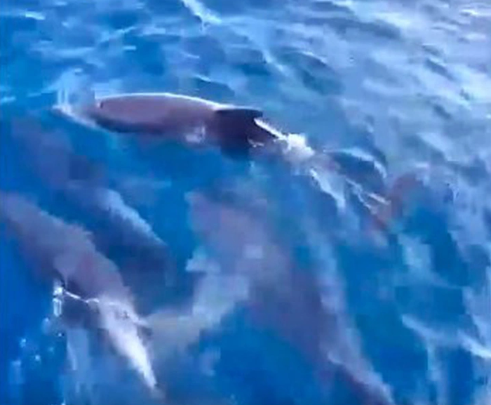 Khoảnh khắc hơn 100 con cá heo ''nhảy múa'' tung tăng ở danh thắng Mũi Điện - ảnh 1