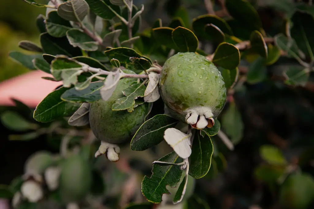 Loại trái cây khiến người dân New Zealand phát cuồng - ảnh 2