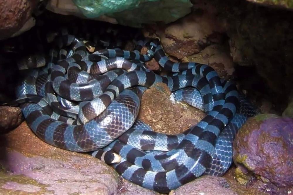 Sự thật 'ổ rắn 15 con độc nhất thế giới' trên đảo Phú Quý - ảnh 2