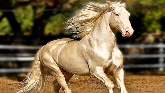 Xôn xao thông tin ngựa Akhal-Teke xuất hiện tại Việt Nam: Giống ngựa quý hiếm, đắt đỏ bậc nhất hành tinh khiến giới siêu giàu khao khát - ảnh 6