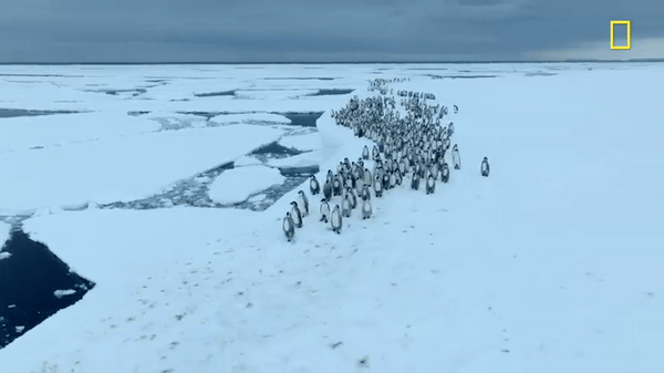 Hàng trăm chú chim cánh cụt nhảy từ vách băng cao 15m, cảnh tượng chưa từng có được ghi lại khiến nhiều người đau lòng - ảnh 1