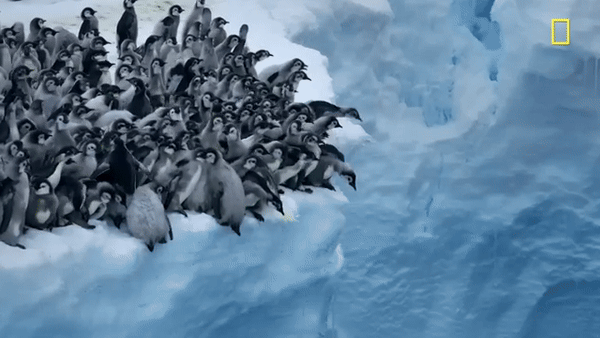 Hàng trăm chú chim cánh cụt nhảy từ vách băng cao 15m, cảnh tượng chưa từng có được ghi lại khiến nhiều người đau lòng - ảnh 2
