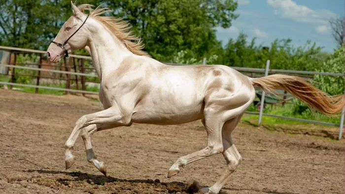 Xôn xao thông tin ngựa Akhal-Teke xuất hiện tại Việt Nam: Giống ngựa quý hiếm, đắt đỏ bậc nhất hành tinh khiến giới siêu giàu khao khát - ảnh 5
