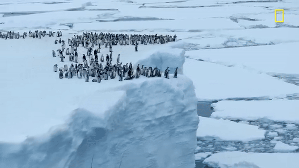 Hàng trăm chú chim cánh cụt nhảy từ vách băng cao 15m, cảnh tượng chưa từng có được ghi lại khiến nhiều người đau lòng - ảnh 4