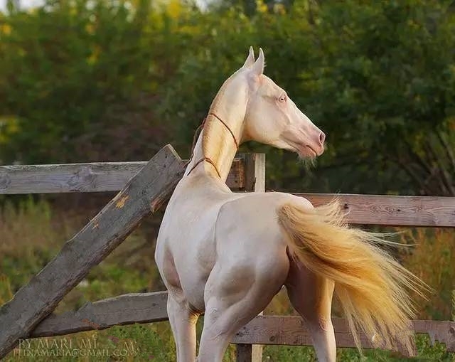 Xôn xao thông tin ngựa Akhal-Teke xuất hiện tại Việt Nam: Giống ngựa quý hiếm, đắt đỏ bậc nhất hành tinh khiến giới siêu giàu khao khát - ảnh 10
