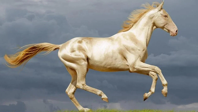 Xôn xao thông tin ngựa Akhal-Teke xuất hiện tại Việt Nam: Giống ngựa quý hiếm, đắt đỏ bậc nhất hành tinh khiến giới siêu giàu khao khát - ảnh 15