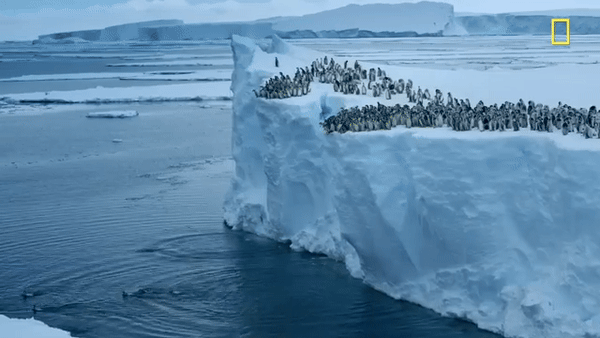 Hàng trăm chú chim cánh cụt nhảy từ vách băng cao 15m, cảnh tượng chưa từng có được ghi lại khiến nhiều người đau lòng - ảnh 3
