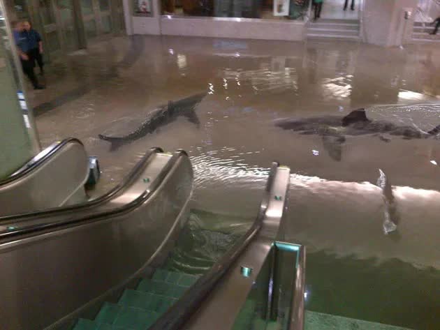 Ngập lụt kinh hoàng tại Dubai: Thực hư cảnh tượng cá mập bơi tung tăng trong trung tâm thương mại - ảnh 1