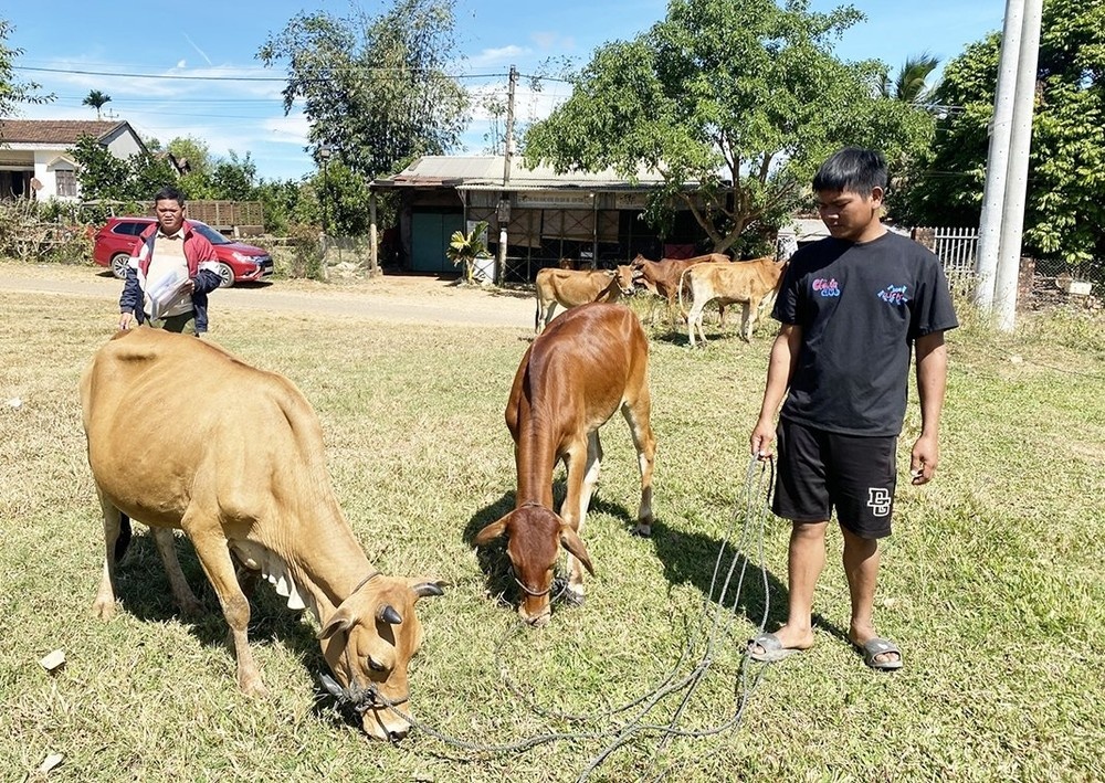 Yêu cầu kiểm điểm vụ cấp 29 con bò sai quy định ở Kon Tum - ảnh 1