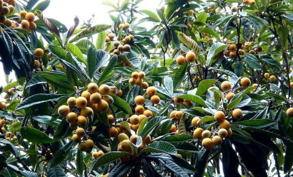Vợ Quang Hải chi hơn nửa triệu đồng mua loại quả dại mọc ven đường Nhật Bản để thử khi mang bầu - ảnh 5