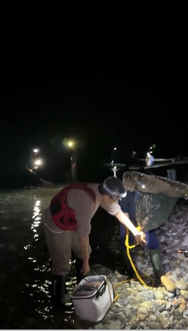 Mực phát sáng tràn vào bãi biển Nhật, người Việt đua nhau vớt về ăn: 20 phút quơ tay, đầy ắp thùng 3kg - ảnh 10