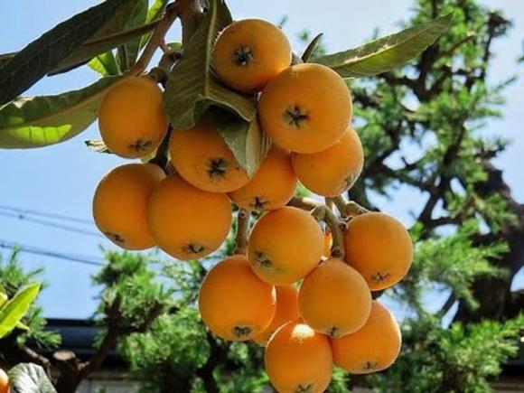 Vợ Quang Hải chi hơn nửa triệu đồng mua loại quả dại mọc ven đường Nhật Bản để thử khi mang bầu - ảnh 4