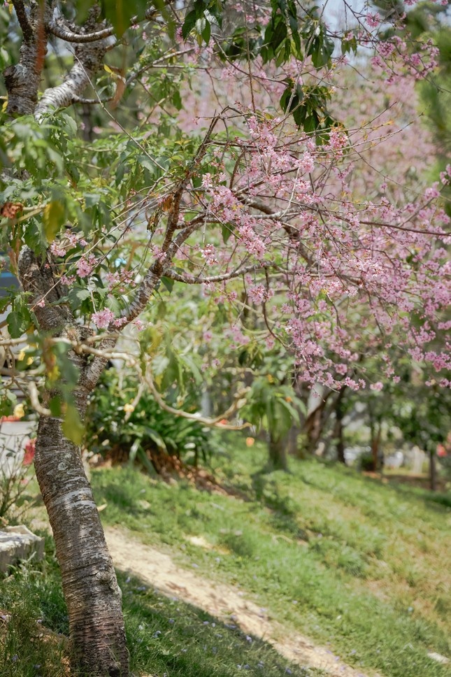 Kỳ lạ hoa mai anh đào rực rỡ nở trái mùa ở Đà Lạt - ảnh 2