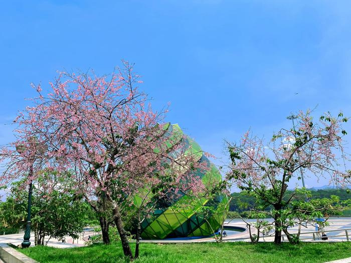 Lễ Giỗ Tổ Hùng Vương: Đà Lạt nở hoa mai anh đào giữa hè, Phú Quý cháy phòng, TP.HCM náo nhiệt - ảnh 1