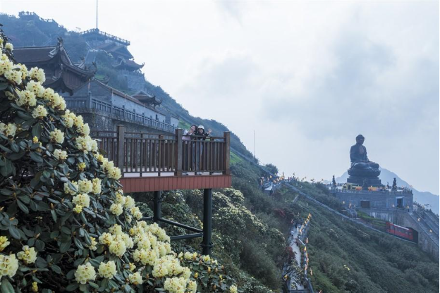 Đường hoa Đỗ quyên trên đỉnh Fansipan đẹp tựa chốn thiên đường, hút hàng nghìn lượt khách check in - ảnh 9