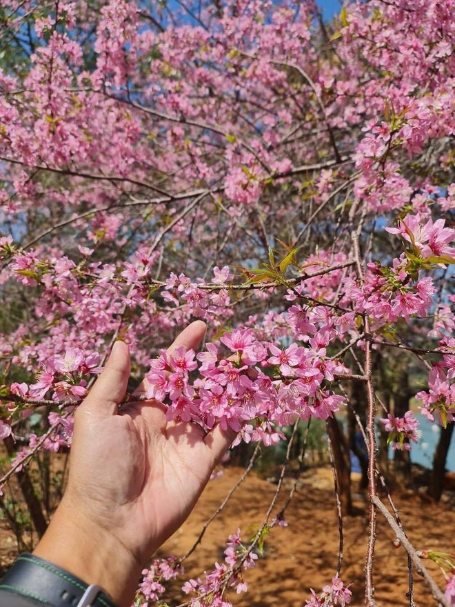 Cập nhật tình hình du lịch dịp lễ khắp mọi miền: Đổ xô ngắm hoa mai anh đào nở kỳ lạ giữa hè Đà Lạt, đảo Phú Quý đông đúc khách - ảnh 10