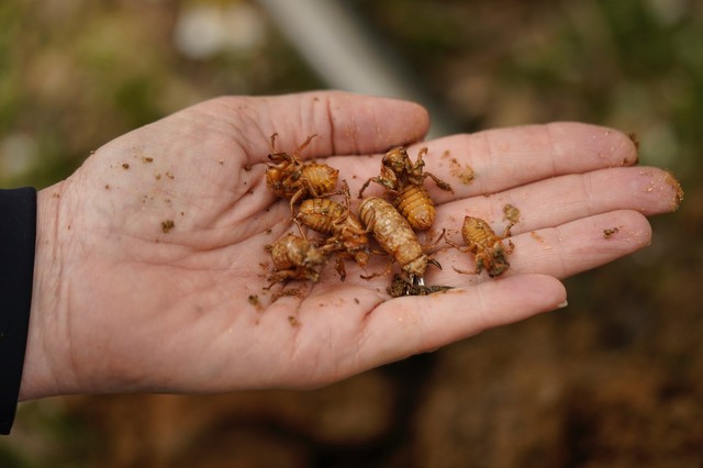 Hơn 1.000 tỷ con côn trùng này đội đất chui lên khiến nước Mỹ rơi vào 