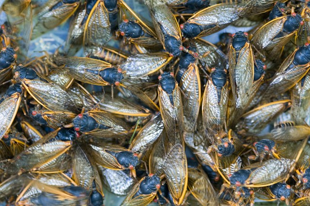 Hơn 1.000 tỷ con côn trùng này đội đất chui lên khiến nước Mỹ rơi vào 