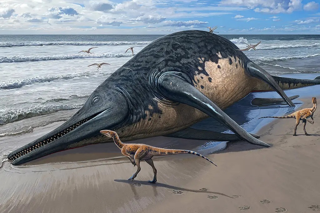 Bé 11 tuổi phát hiện hóa thạch bò sát biển lớn chưa từng thấy - ảnh 2