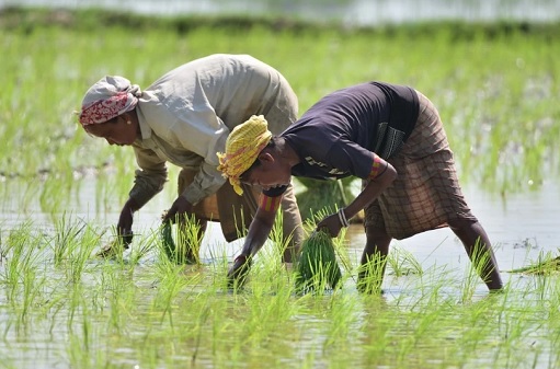Giá gạo xuất khẩu của Ấn Độ chạm ''đáy'' trong gần ba tháng do nhu cầu yếu - ảnh 1