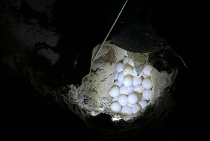 Vì sao rùa xanh 100 kg từ Malaysia sang Côn Đảo để đẻ trứng? - ảnh 2