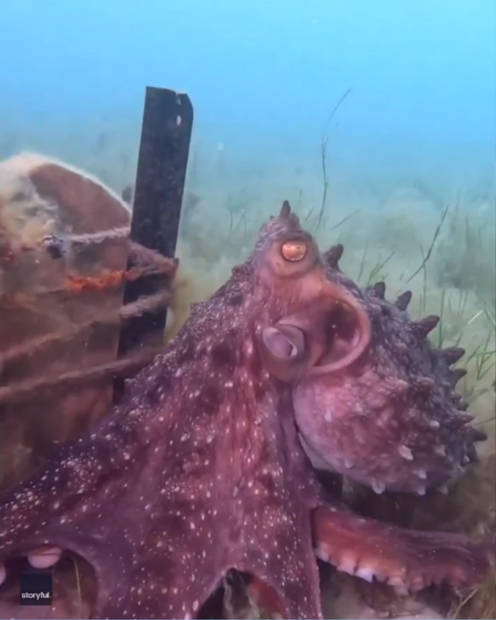 Bơi dưới biển, nữ thợ lặn được con bạch tuộc cuốn tay dẫn đến một nơi khó tin - ảnh 1