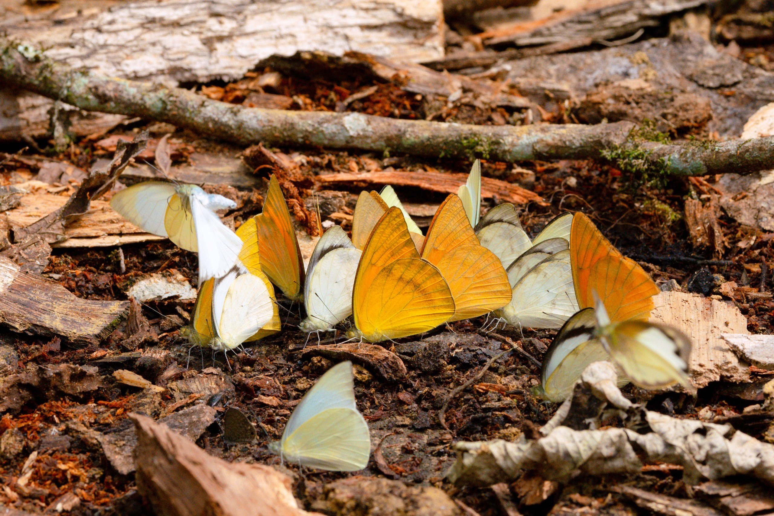 Cảnh tượng đẹp sững sờ tại rừng Cúc Phương mùa săn bướm - ảnh 3