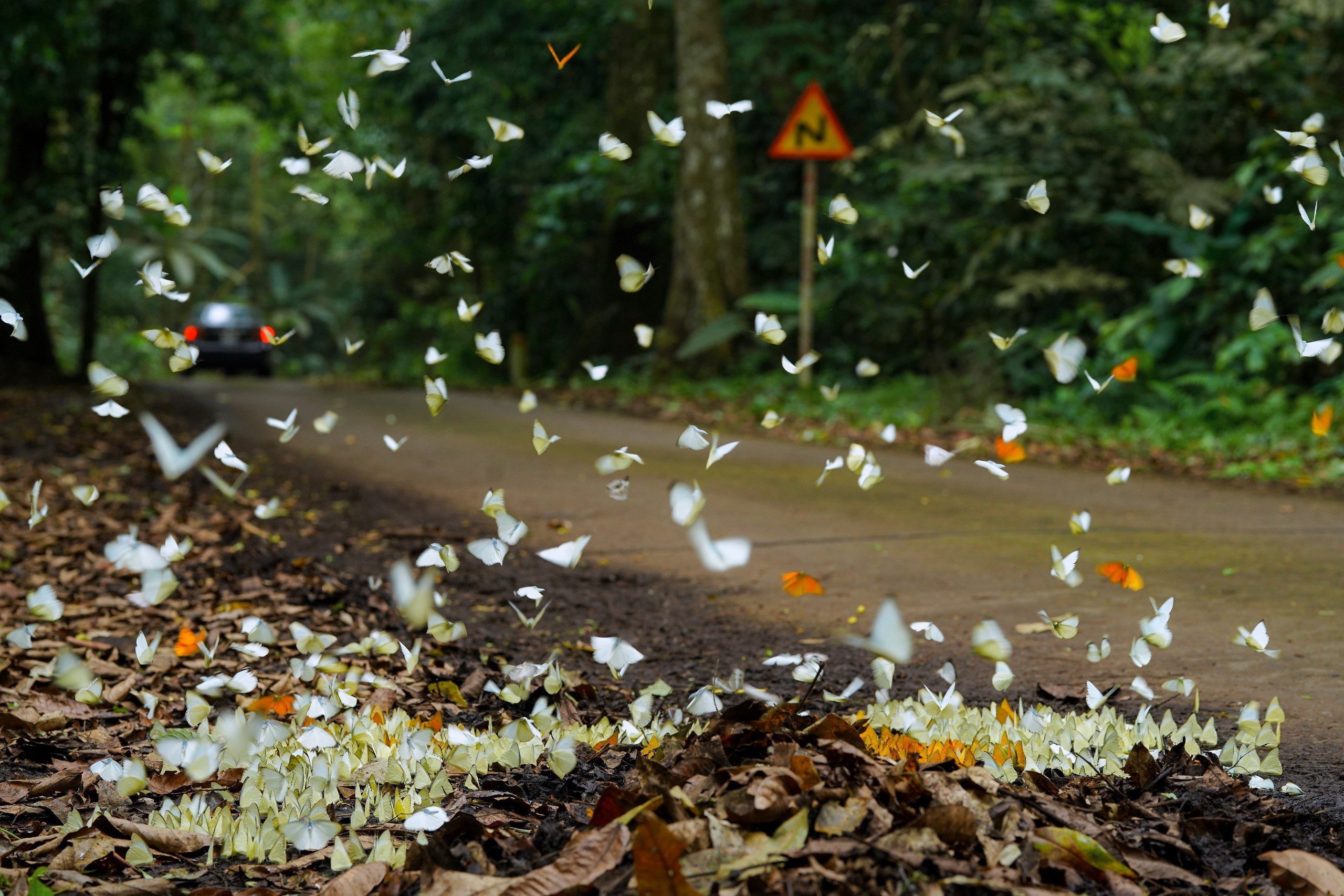 Cảnh tượng đẹp sững sờ tại rừng Cúc Phương mùa săn bướm - ảnh 6