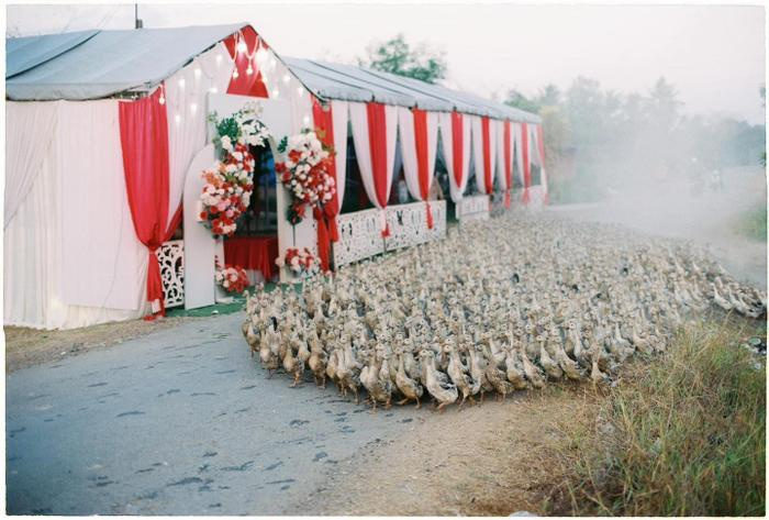 Dàn ''khách mời'' độc nhất vô nhị tại một đám cưới ở Tây Ninh - ảnh 1