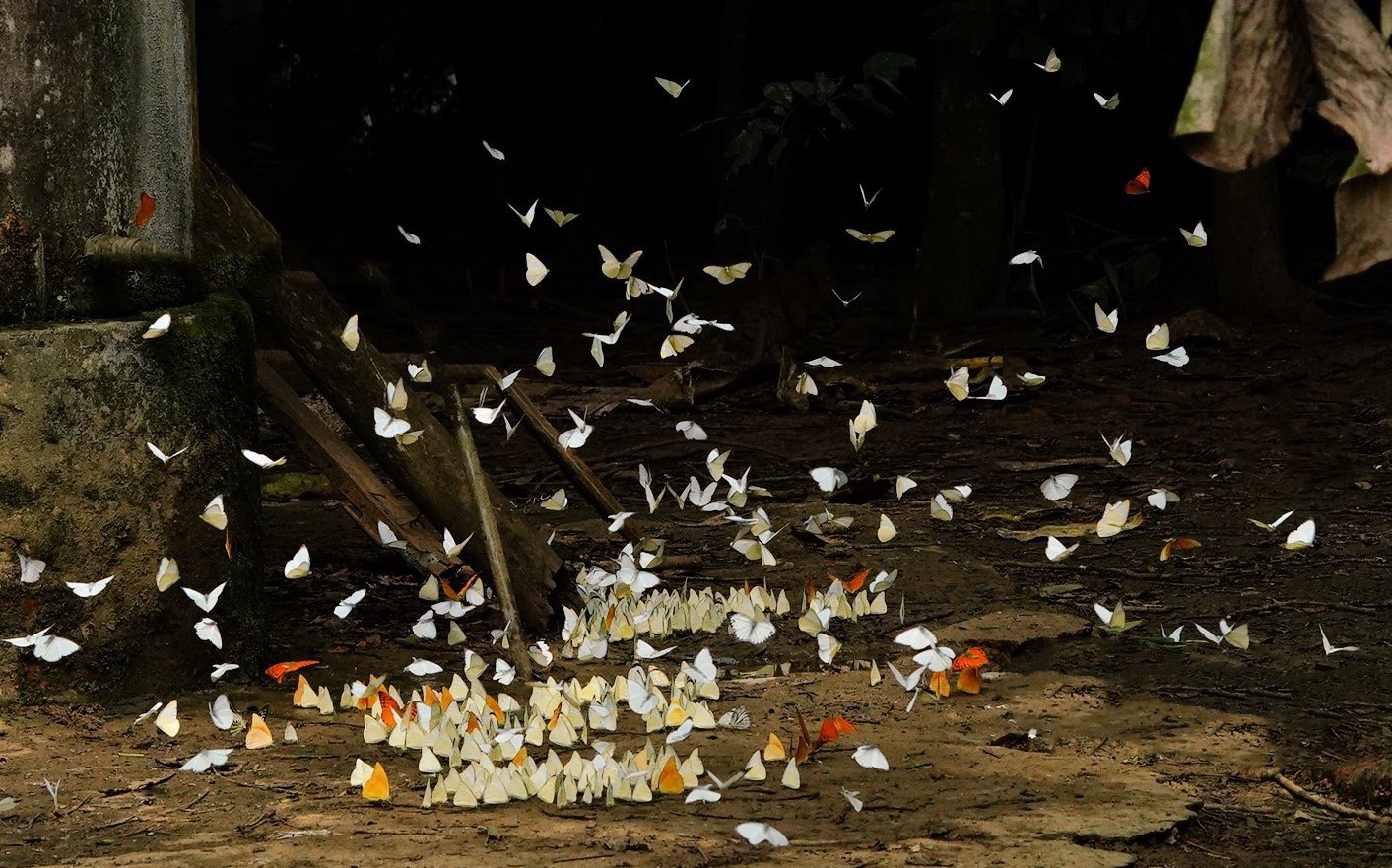 Cảnh tượng đẹp sững sờ tại rừng Cúc Phương mùa săn bướm - ảnh 5