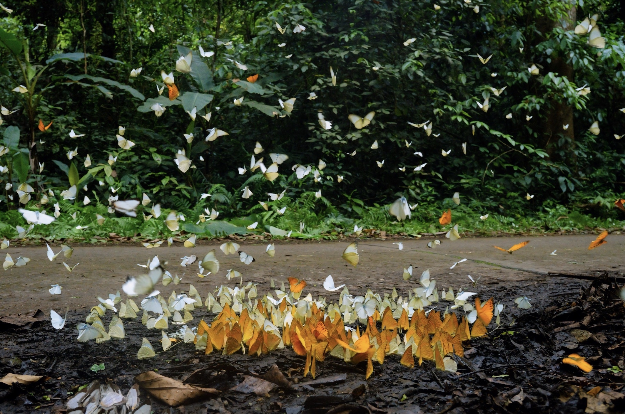Cảnh tượng đẹp sững sờ tại rừng Cúc Phương mùa săn bướm - ảnh 2