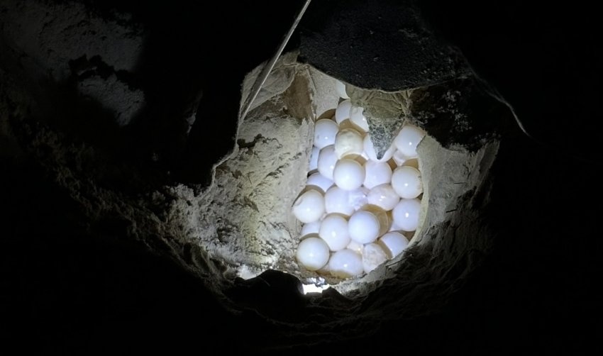 Rùa xanh Malaysia đến Côn Đảo đẻ hơn 100 trứng - ảnh 1