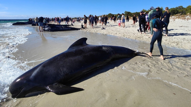 160 con cá voi khổng lồ nằm la liệt trên bờ biển, trong đó hàng chục đã con thiệt mạng: Chuyện gì đang xảy ra? - ảnh 3